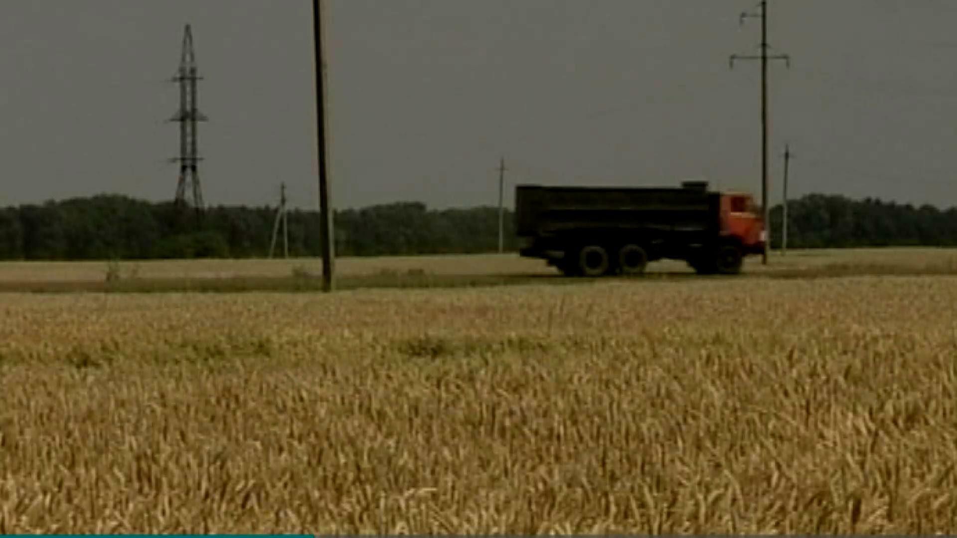 Врожай зернових в Україні зменшився
