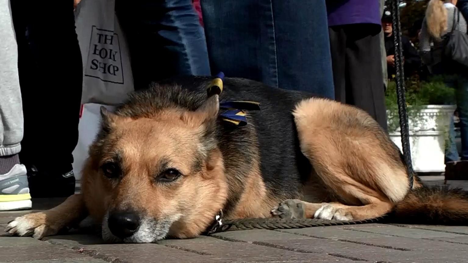 В Киеве разгорелся скандал вокруг директора ветклиники В Киеве разгорелся скандал вокруг директора ветклиники