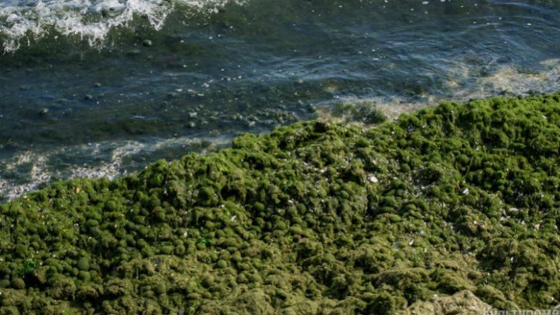 Пляжі Одеси заповнила смердюча зелень Пляжі Одеси заповнила смердюча зелень