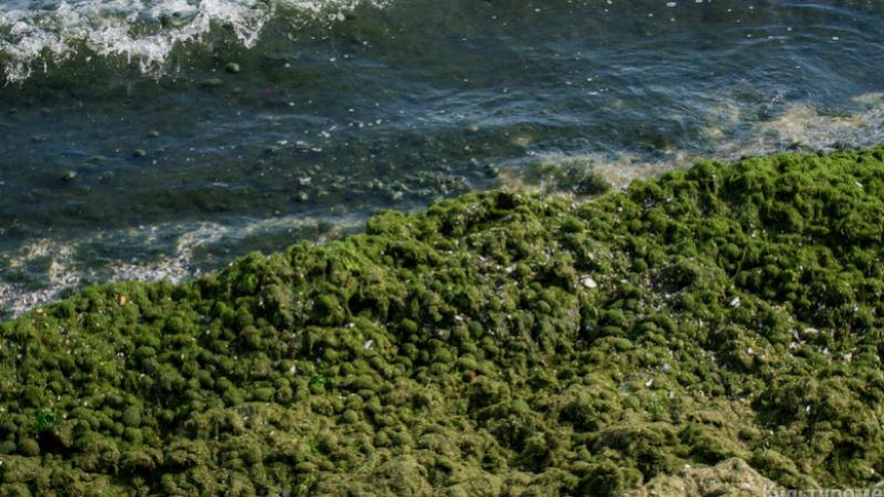 Пляжи Одессы заполнила вонючая зелень