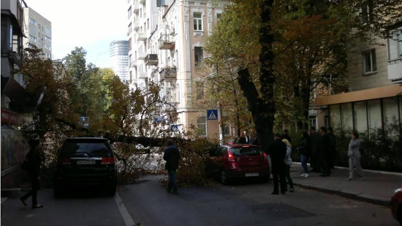 Дерево рухнуло на машины в центре Киева Дерево рухнуло на машины в центре Киева