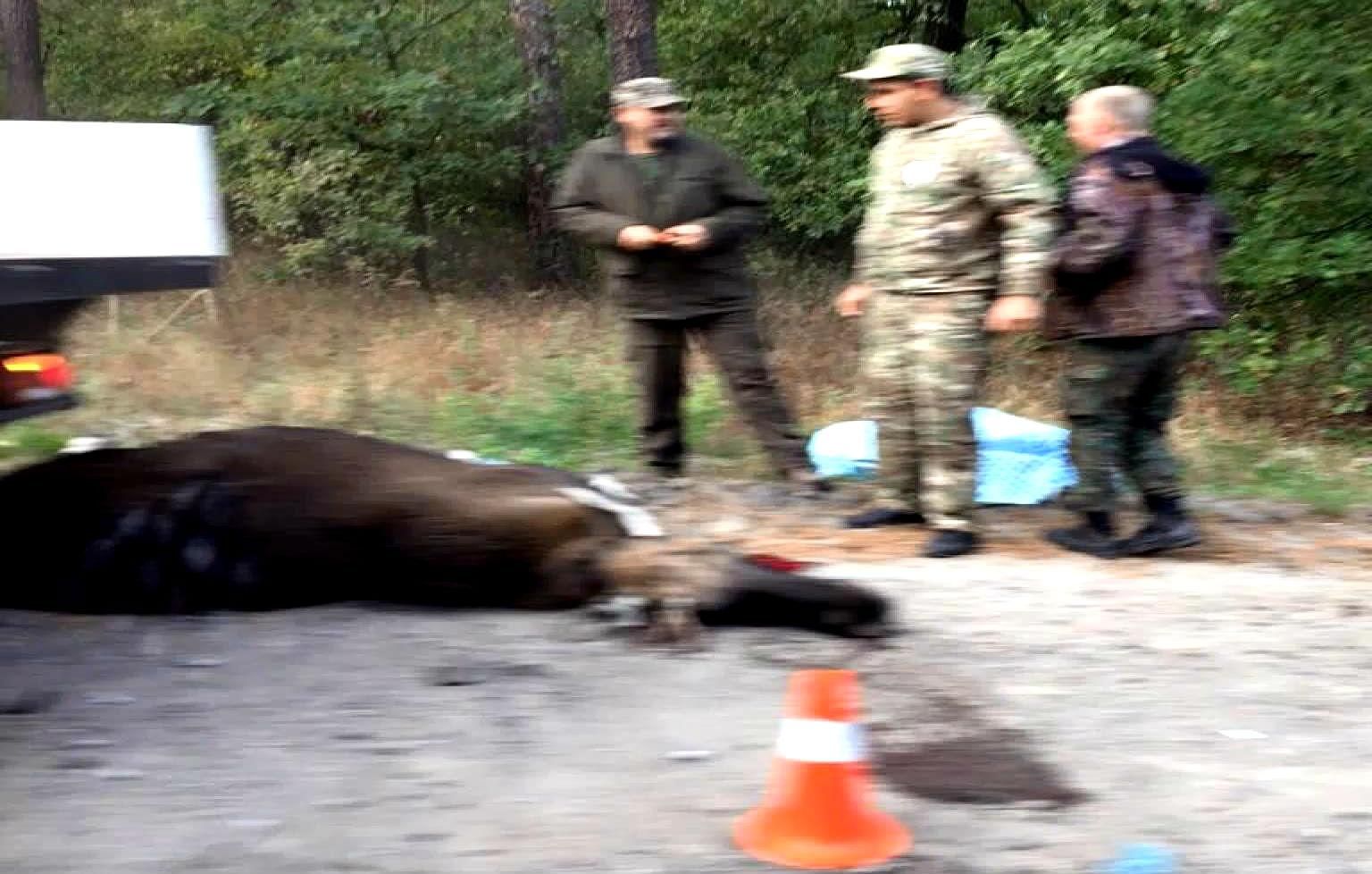 Незвичайна аварія у Києві: загинув лось