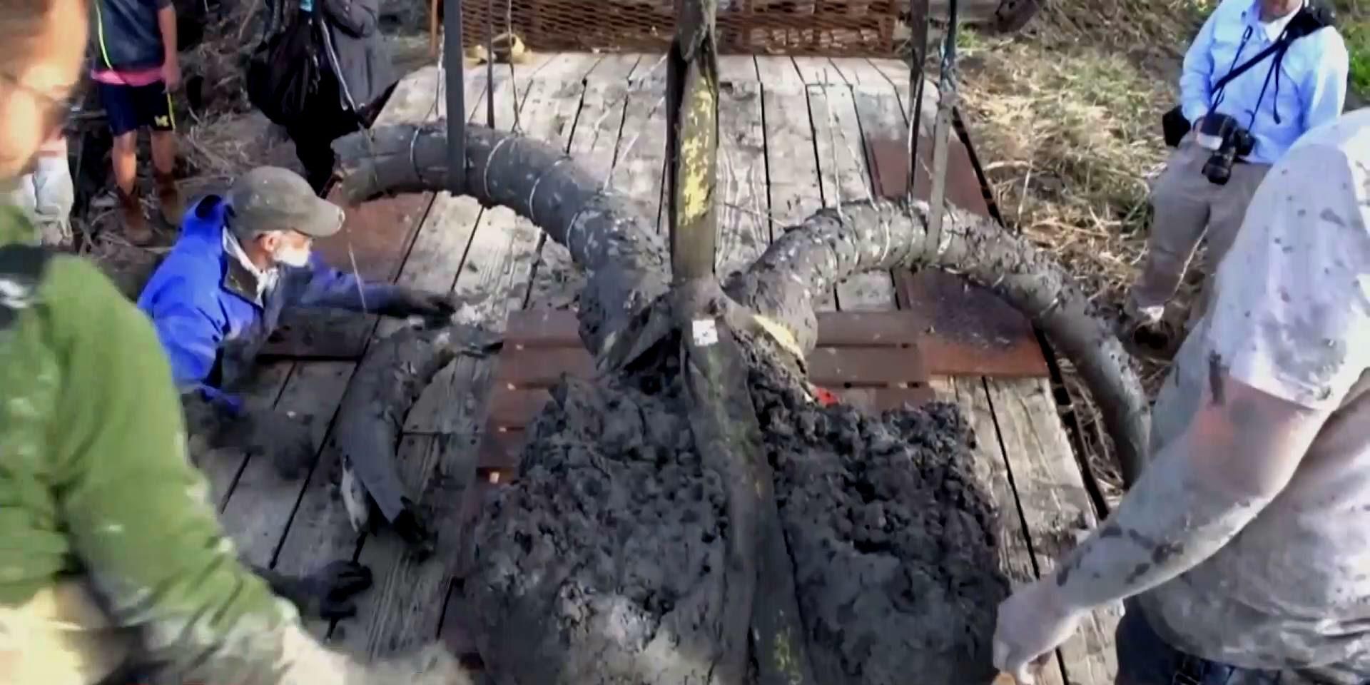 Фермер выкопал на своем участке необычный "урожай" Фермер выкопал на своем участке необычный "урожай"