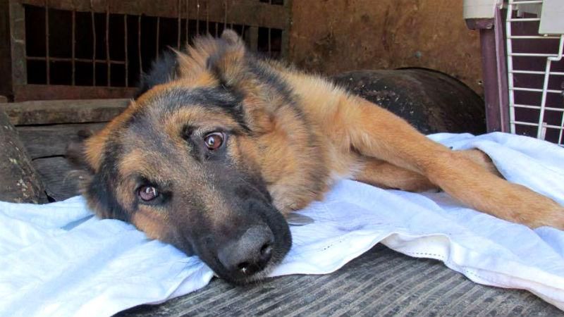 Львівські поліцейські врятували збитого собаку
