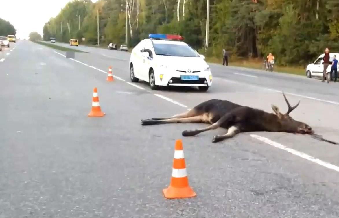 Лось спричинив аварію на Вінничині Лось спричинив аварію на Вінничині