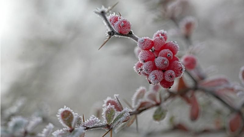 В Україну йде сильне похолодання із заморозками 