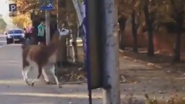 З’явилося відео, як окупованим Донецьком розгулює лама
