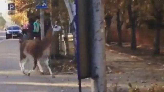 З’явилося відео, як окупованим Донецьком розгулює лама 