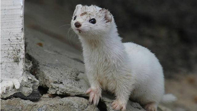 Вчені розповіли про унікальних тварин у Чорнобилі Вчені розповіли про унікальних тварин у Чорнобилі