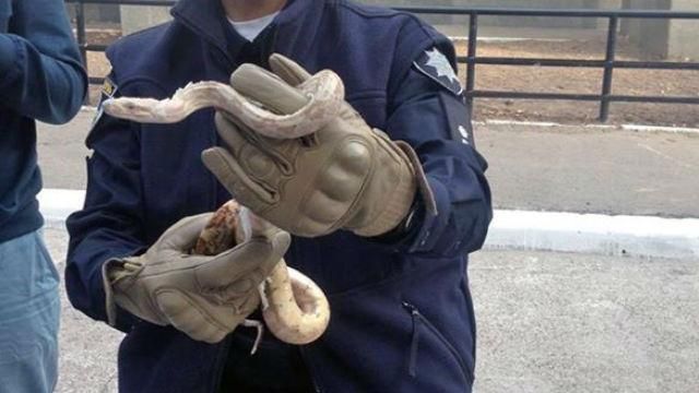 Киевляне в шкафу нашли удава Киевляне в шкафу нашли удава