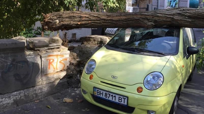 На две машины в центре Одессы упало огромное дерево