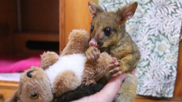 Сирота-опосум тішиться з іграшкою кенгуру Сирота-опосум тішиться з іграшкою кенгуру