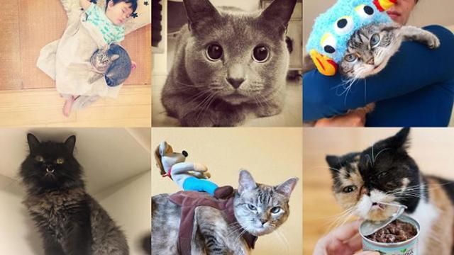 Кото-звезды: самые пушистые в Instagram Кото-звезды: самые пушистые в Instagram