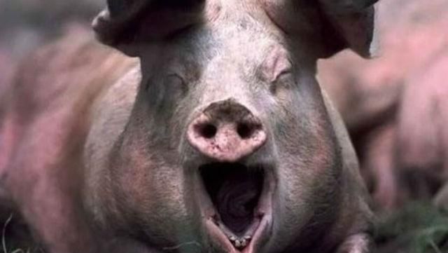 На Сумщині спалах африканської чуми На Сумщині спалах африканської чуми