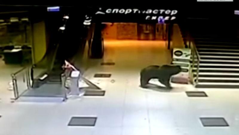 Медведь ворвался в один из торговых центров России Медведь ворвался в один из торговых центров России