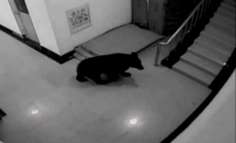 Ведмідь заліз у школу і влаштував погром Ведмідь заліз у школу і влаштував погром