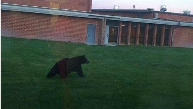 Голодний ведмідь прокрався у школу
