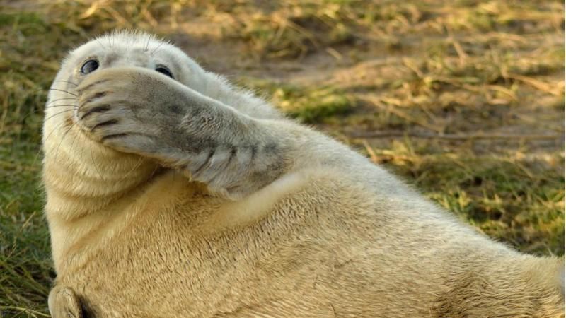 Найсмішніші кадри дикої природи: фото конкурсу Найсмішніші кадри дикої природи: фото конкурсу