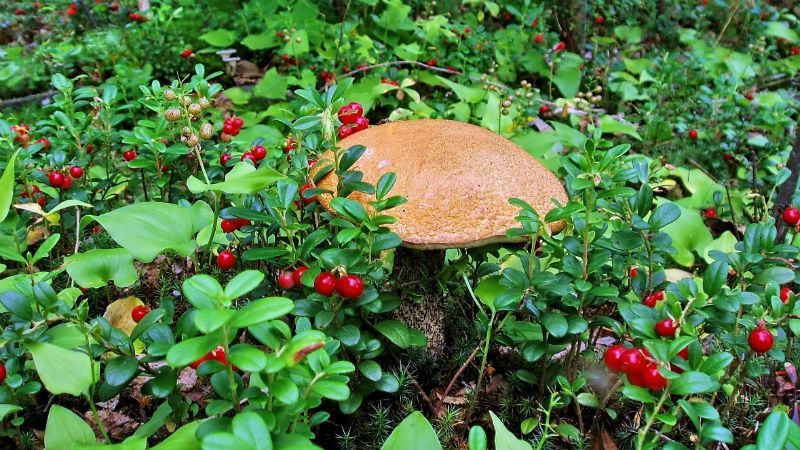 В окупованому Криму обмежать право безкоштовно збирати гриби та ягоди