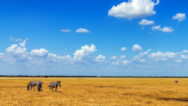 Асканія-Нова: одне з семи чудес України та справжня її гордість Асканія-Нова: одне з семи чудес України та справжня її гордість