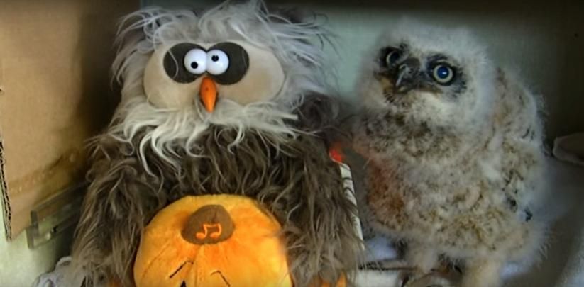 Маленькая сова танцует под песню к Хэллоуину Маленькая сова танцует под песню к Хэллоуину