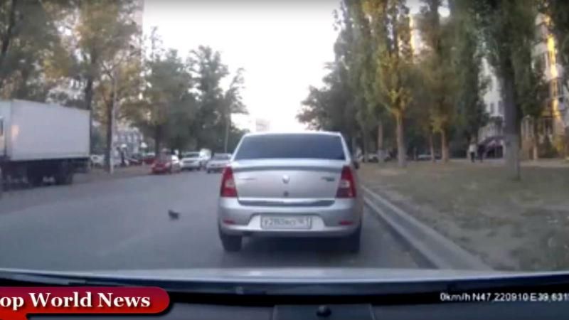 Голуб переходив дорогу і спричинив серйозну аварію Голуб переходив дорогу і спричинив серйозну аварію