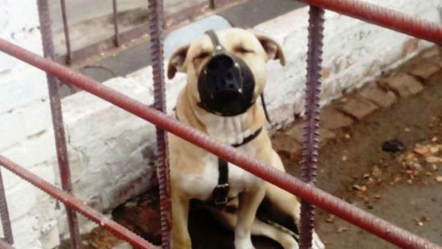 Шокирующий случай в Полтавской области. Собака разодрала шею девочке Шокирующий случай в Полтавской области. Собака разодрала шею девочке