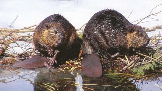 Экологи нашли неожиданного помощника в борьбе с пожарами под Киевом Экологи нашли неожиданного помощника в борьбе с пожарами под Киевом