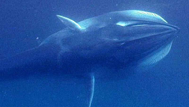 Рідкісні кити вперше дозволили себе сфотографувати