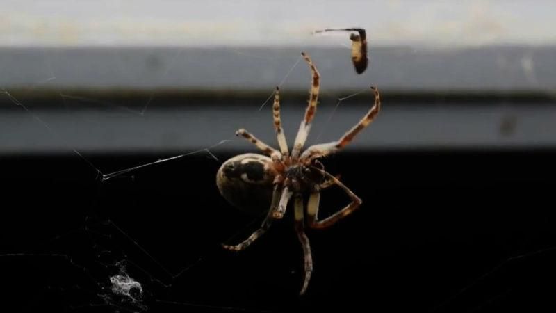 Відео дня: тисячі павуків "окупували" американський міст