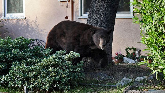 У США ведмідь відчинив двері та заліз до автомобіля У США ведмідь відчинив двері та заліз до автомобіля