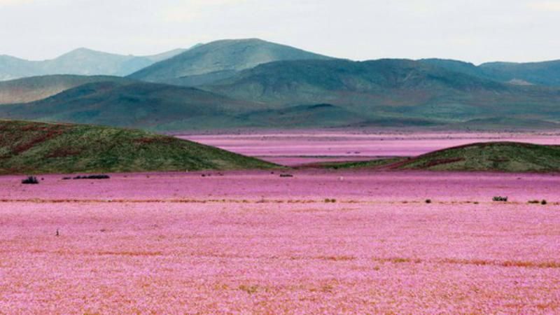 Атакама зацвела: безлюдная пустыня превратилась в цветущее поле