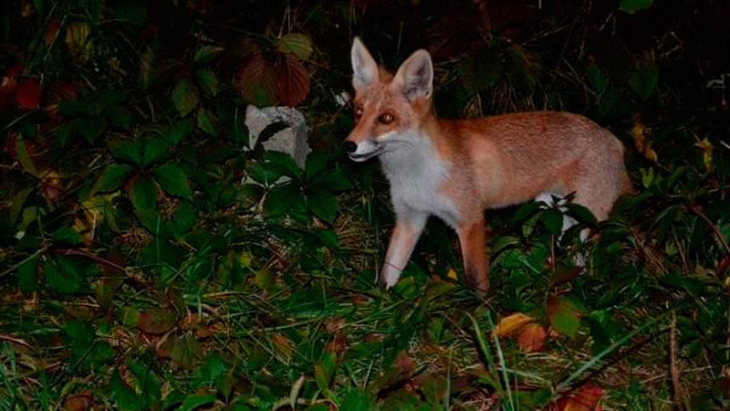Дикі лисиці атакують Харків Дикі лисиці атакують Харків