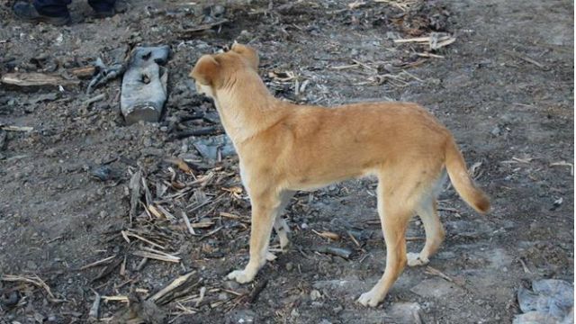 Суцільне згарище: з’явилися нові фото наслідків пожежі у Сватовому Суцільне згарище: з’явилися нові фото наслідків пожежі у Сватовому