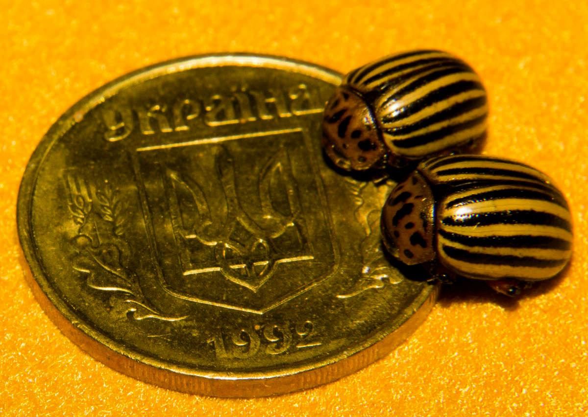 У Донецьку зникла гривня У Донецьку зникла гривня