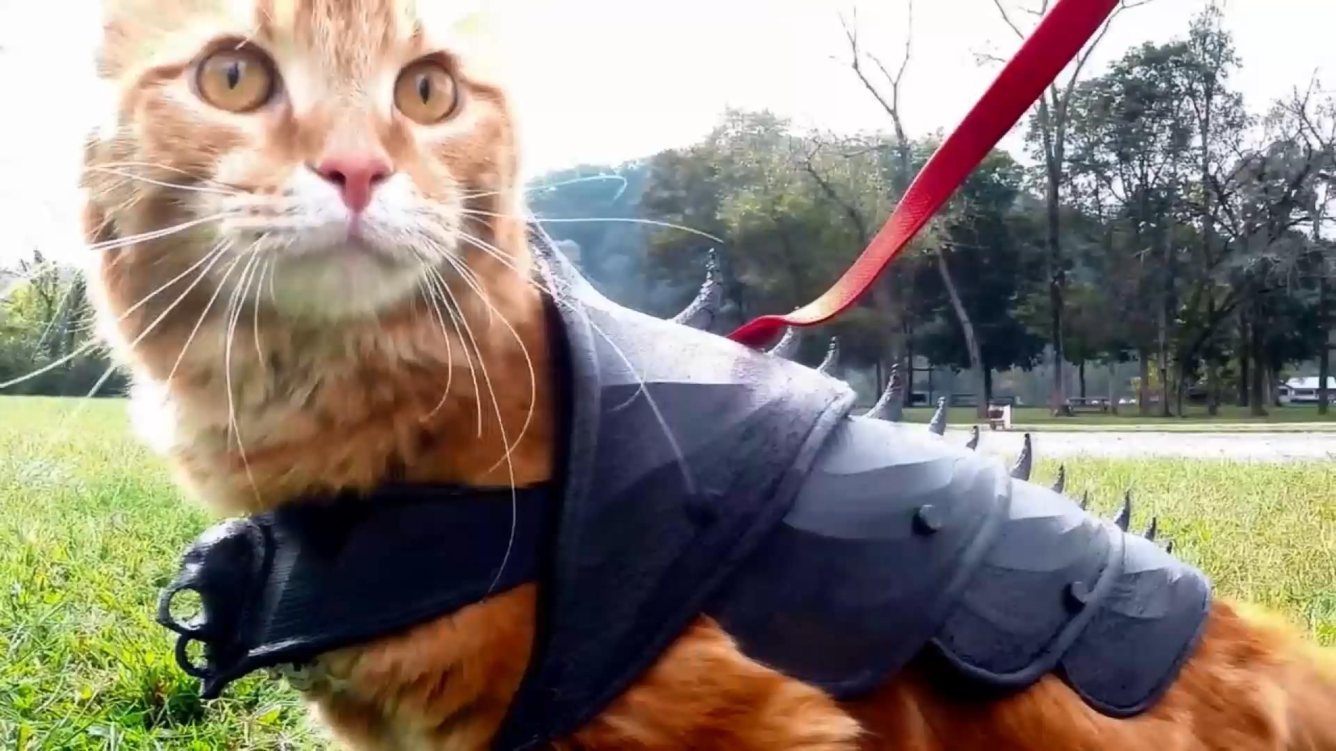 Кота одягли у лицарські обладунки, роздруковані на принтері Кота одягли у лицарські обладунки, роздруковані на принтері