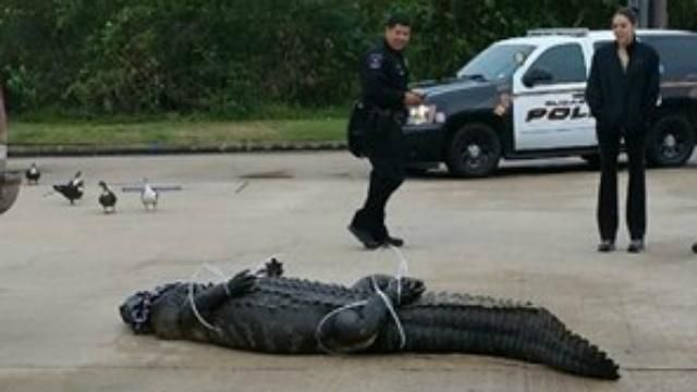 Гігантський алігатор "забрів" на шопінг: як приборкували рептилію Гігантський алігатор "забрів" на шопінг: як приборкували рептилію