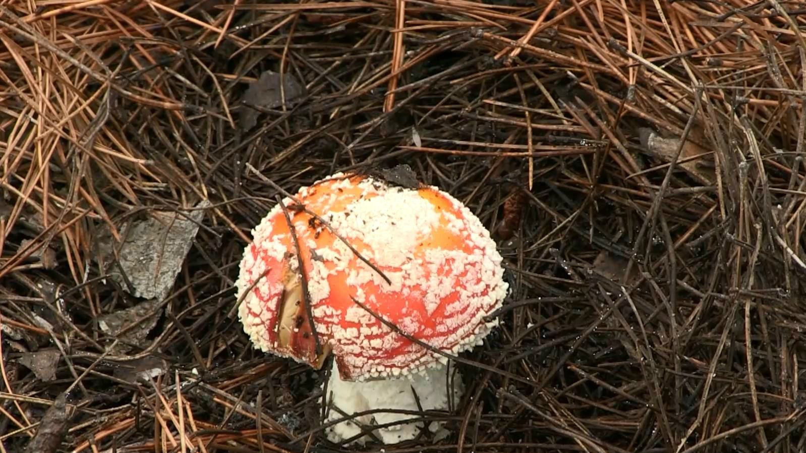 Ребенок смертельно отравился грибами в Херсонской области