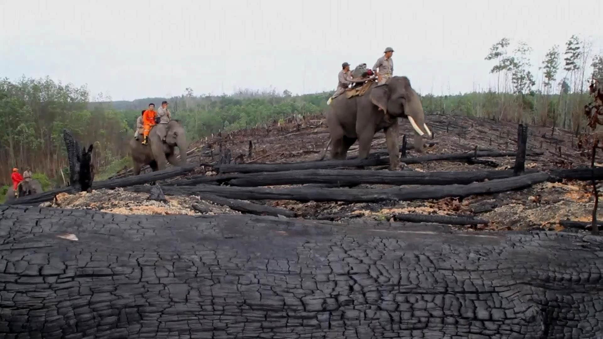 Слони в Індонезії гасять пожежі