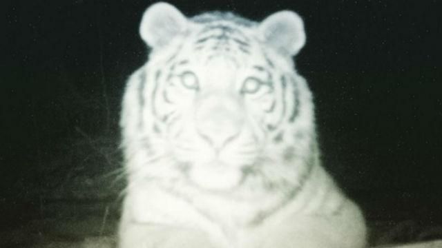 Фотофакт: тигр сделал селфи