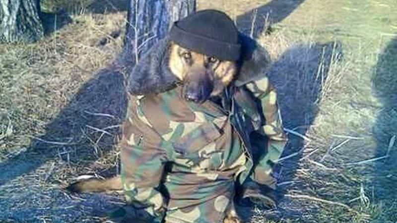 Пес героически спас жизнь пяти воинам АТО Пес героически спас жизнь пяти воинам АТО