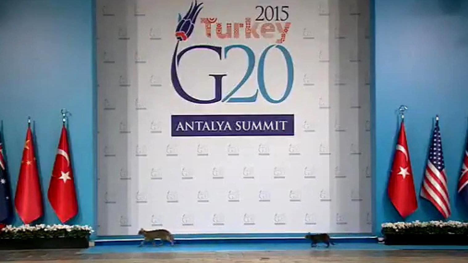 На саміті G20 стався конфуз з котами