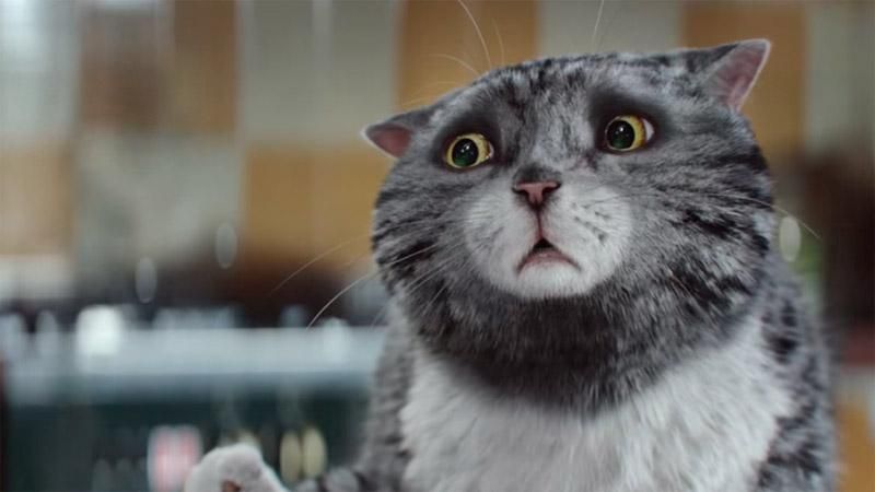 Короткометражка о кошке-неудачнице взорвала интернет