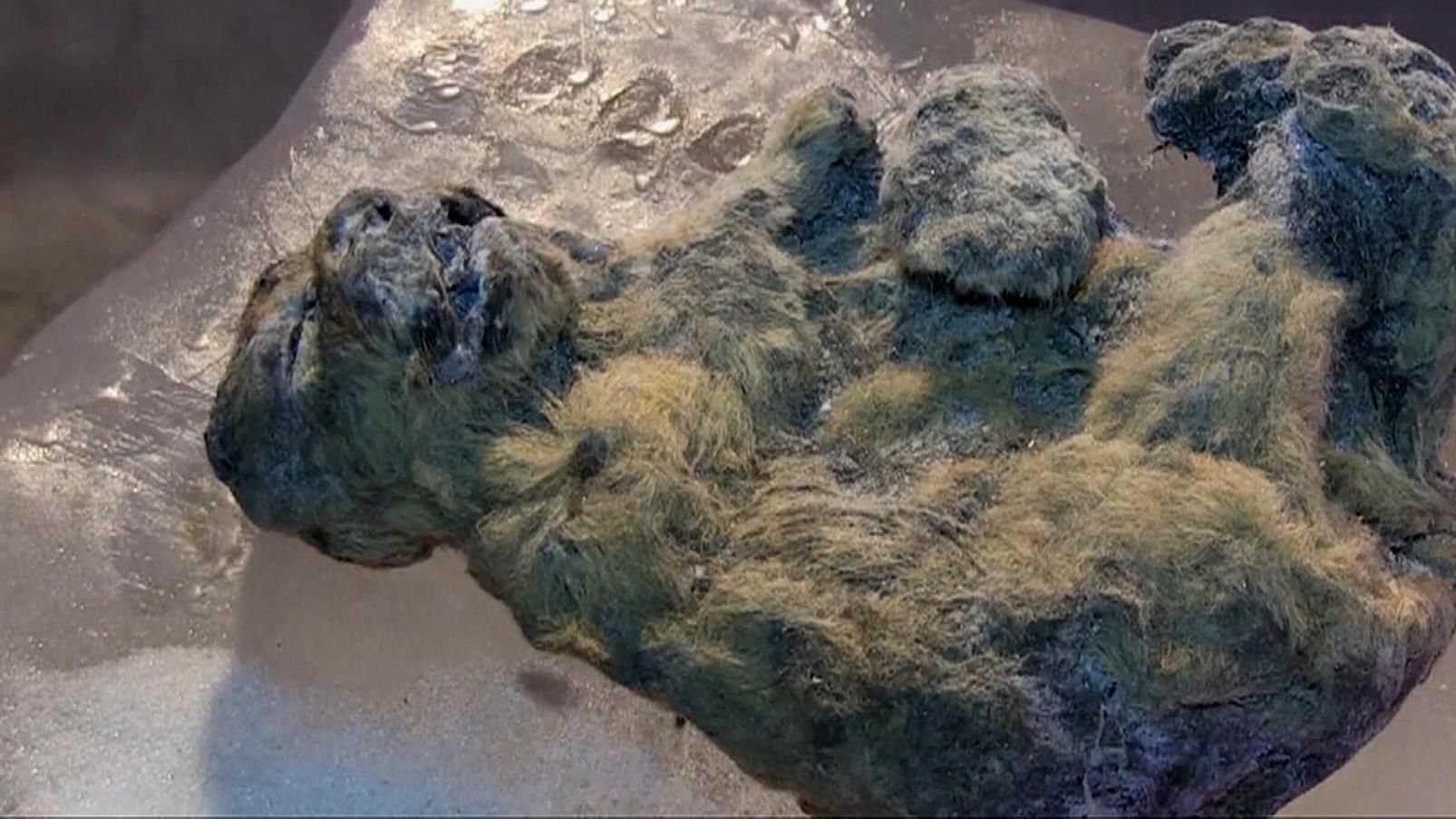 Унікальних заморожених левенят знайшли в Якутії