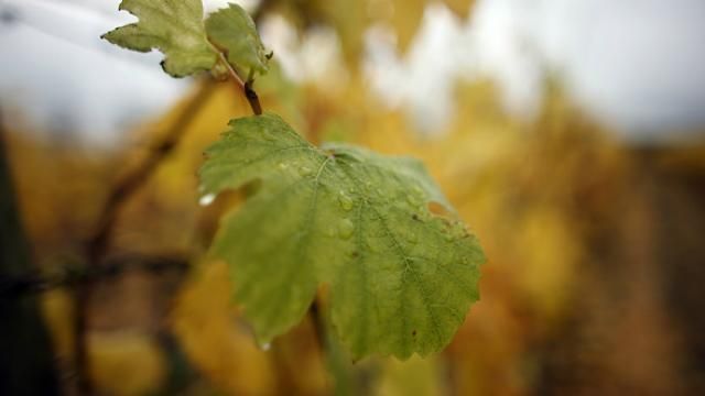 В Україні прогнозують дощові вихідні В Україні прогнозують дощові вихідні