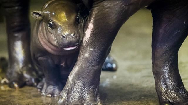 У мережі показали зворушливі кадри маленького унікального бегемота У мережі показали зворушливі кадри маленького унікального бегемота