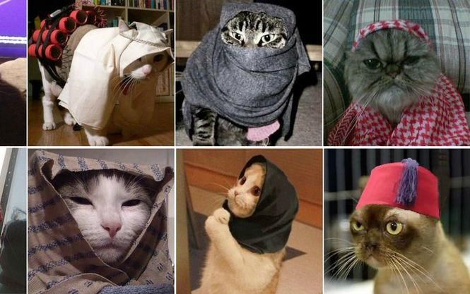 Коты против терроризма — реакция бельгийцев на спецоперацию полиции Коты против терроризма — реакция бельгийцев на спецоперацию полиции