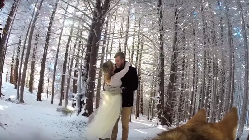 Собака зняв зворушливе весільне відео