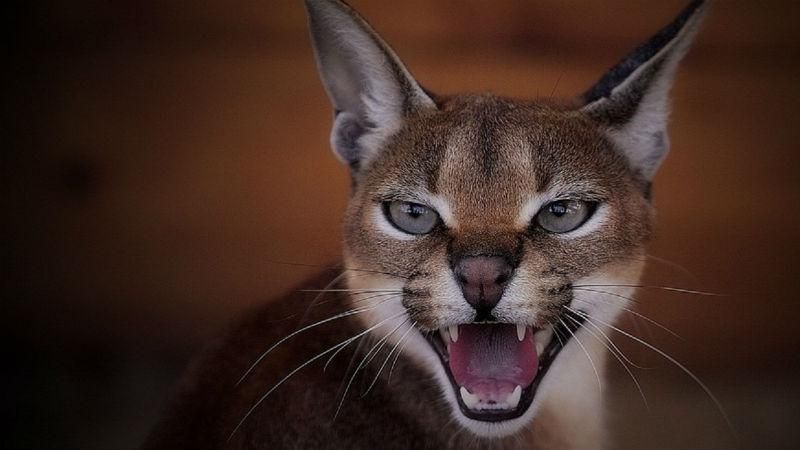 Рідкісні види котів, яких ви не бачили Рідкісні види котів, яких ви не бачили