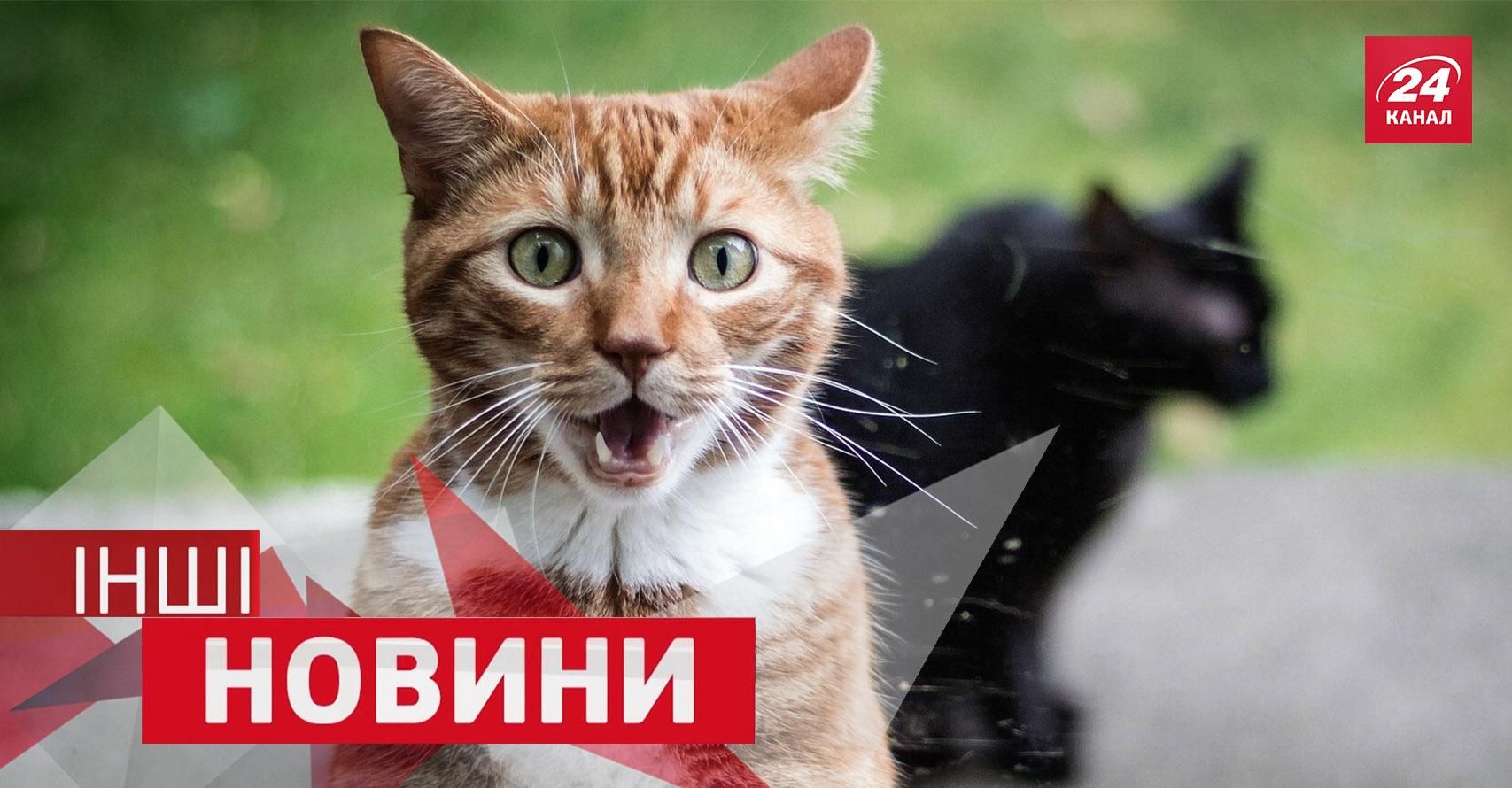 ДРУГИЕ новости: что заставляет котов "взлетать" в воздух, почемуголкиперам нельзя оставлять поле ДРУГИЕ новости: что заставляет котов "взлетать" в воздух, почемуголкиперам нельзя оставлять поле